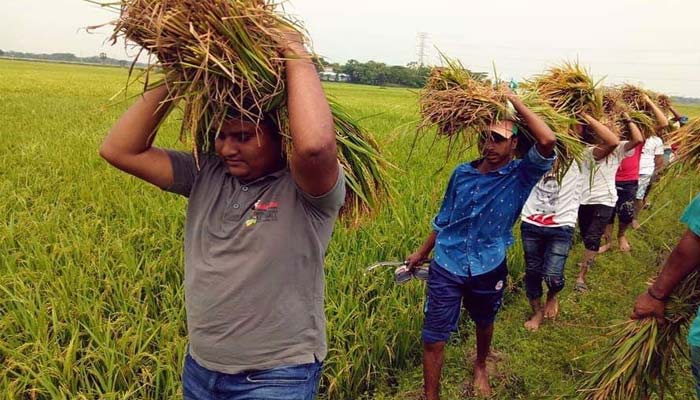 শ্রমিকসঙ্কট: ধানকাটা-মাড়াই সব করছে ছাত্রলীগ!