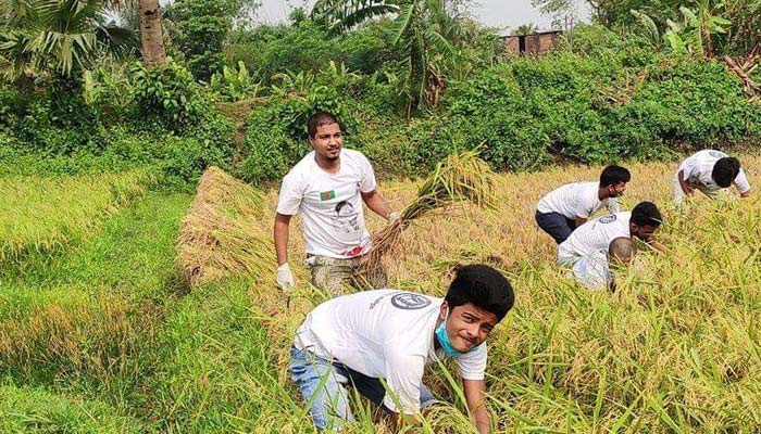 শ্রমিকসঙ্কট: ধানকাটা-মাড়াই সব করছে ছাত্রলীগ!