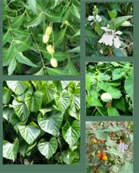 রবীন্দ্রনাথের কবিরাজি ফর্মুলা করোনা সারাবে!