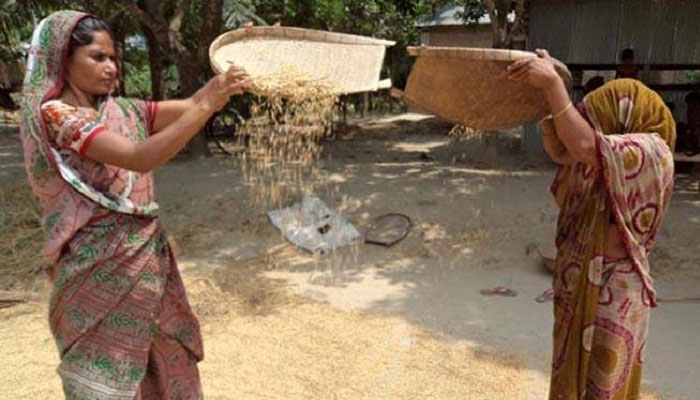 ধান মাড়াইয়ে ব্যস্ত গ্রামীণ নারীরা