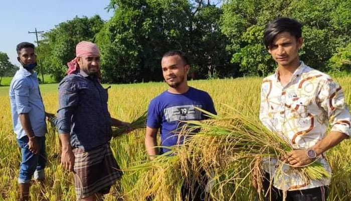 হাটহাজারীতে কৃষকের পাকা ধান কেটে দিল ছাত্রলীগ