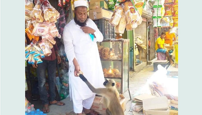খাবারের সন্ধানে লোকালয়ে হনুমান