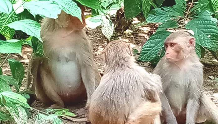 করোনায় খাবারের অভাবে শুকিয়ে যাচ্ছে বানর