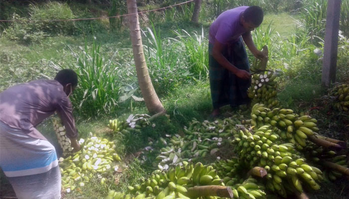 কেমিক্যালে কলা পাকানোর দায়ে দুই ব্যবসায়ীকে জরিমানা