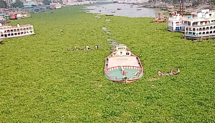 বুড়িগঙ্গায় কচুরিপানা