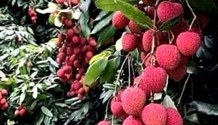 গাছের থোকায় থোকায় ঝুলছে লিচু
