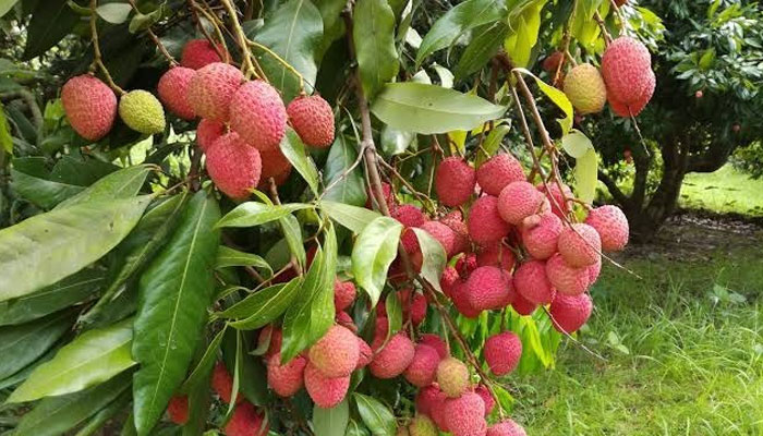 ফেসবুকে স্ট্যাটাস পড়ে লিচু বাগান কিনলেন ইউএনও