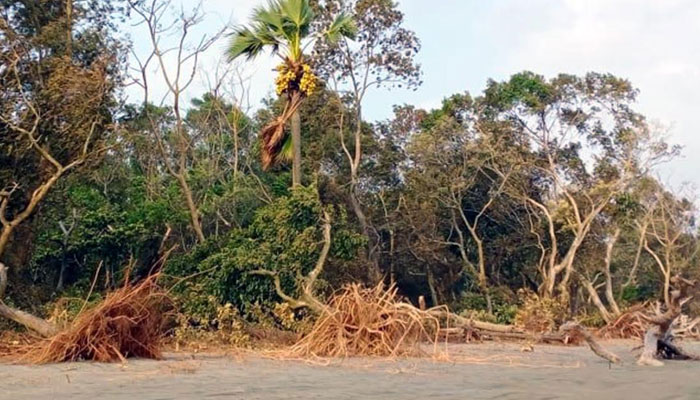 আমফানে লণ্ডভণ্ড কুয়াকাটা উপকূলের বনাঞ্চল