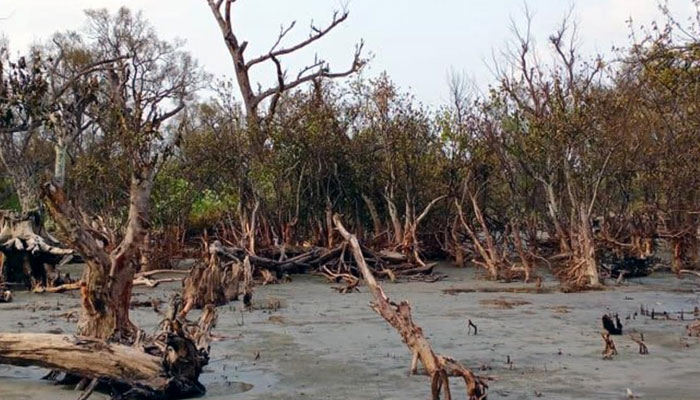 আমফানে লণ্ডভণ্ড কুয়াকাটা উপকূলের বনাঞ্চল