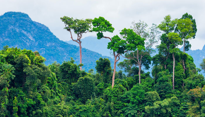 আমাজন রক্ষায় এতদিনে টনক নড়েছে ব্রাজিলের