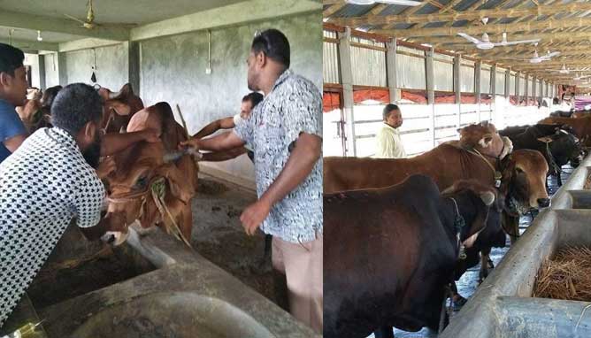 গরু মোটাতাজা করে লোকসান আতঙ্কে খামারিরা