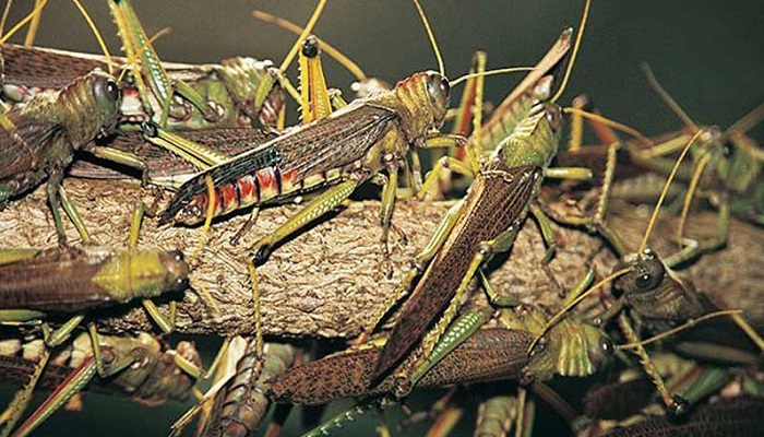 পঙ্গপাল দমনে ভারতে জলকামান, সতর্কবার্তা জারি