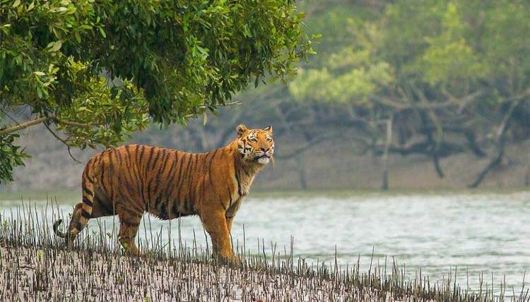 যুদ্ধাহত সুন্দরবন