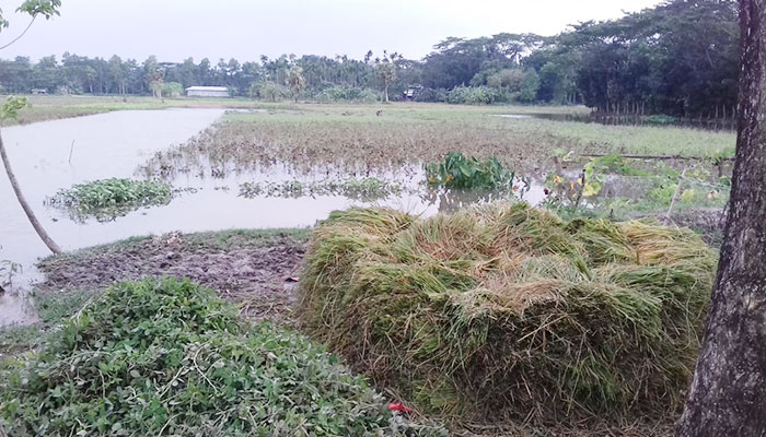 আমফানের তাণ্ডব চরফ্যাশনের কৃষিতে