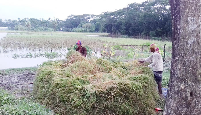 আমফানের তাণ্ডব চরফ্যাশনের কৃষিতে