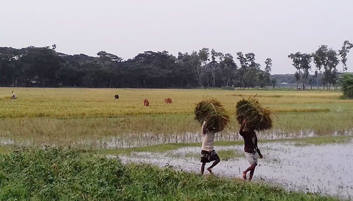 আমফানের তাণ্ডব চরফ্যাশনের কৃষিতে