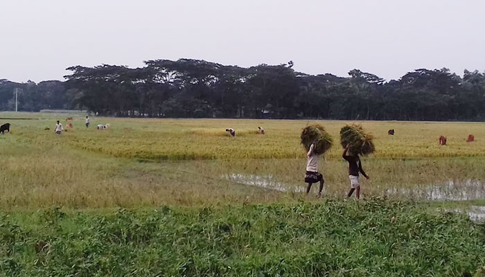 আমফানের তাণ্ডব চরফ্যাশনের কৃষিতে