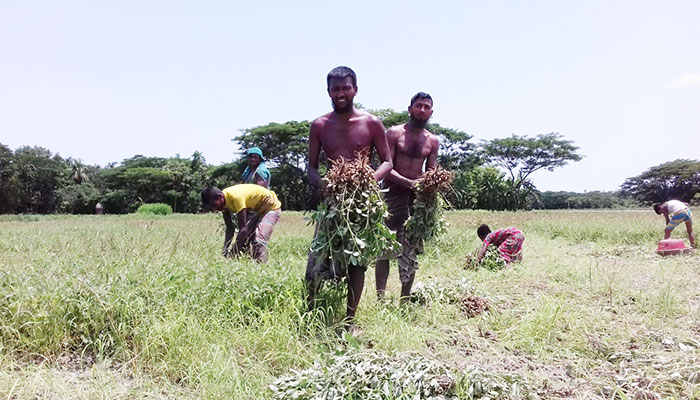 আমফানের তাণ্ডব চরফ্যাশনের কৃষিতে