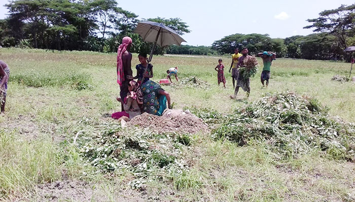 আমফানের তাণ্ডব চরফ্যাশনের কৃষিতে