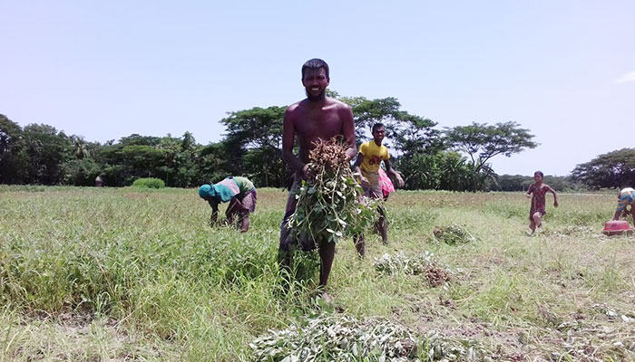 আমফানের তাণ্ডব চরফ্যাশনের কৃষিতে
