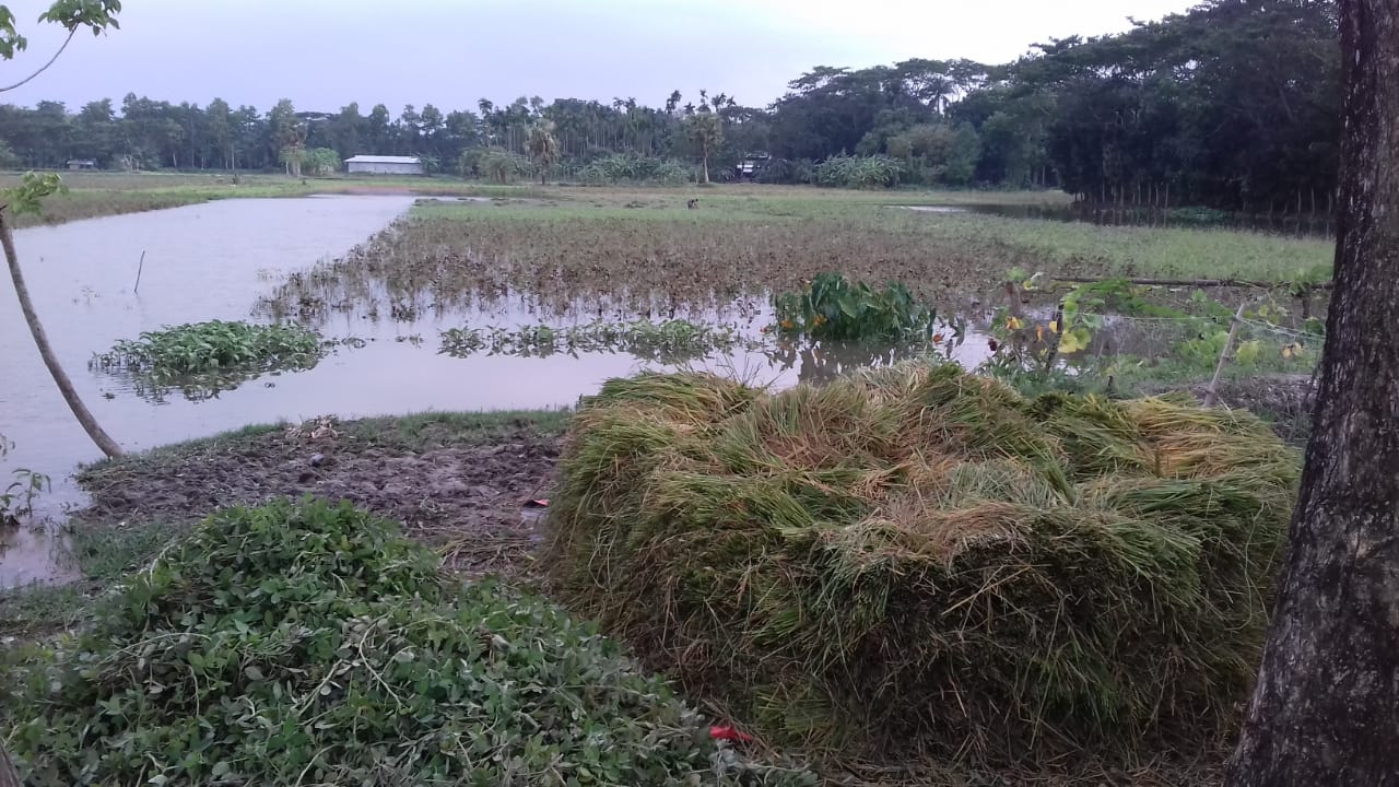 আমফানের তাণ্ডব চরফ্যাশনের কৃষিতে