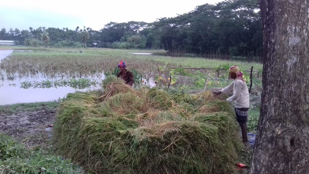 আমফানের তাণ্ডব চরফ্যাশনের কৃষিতে