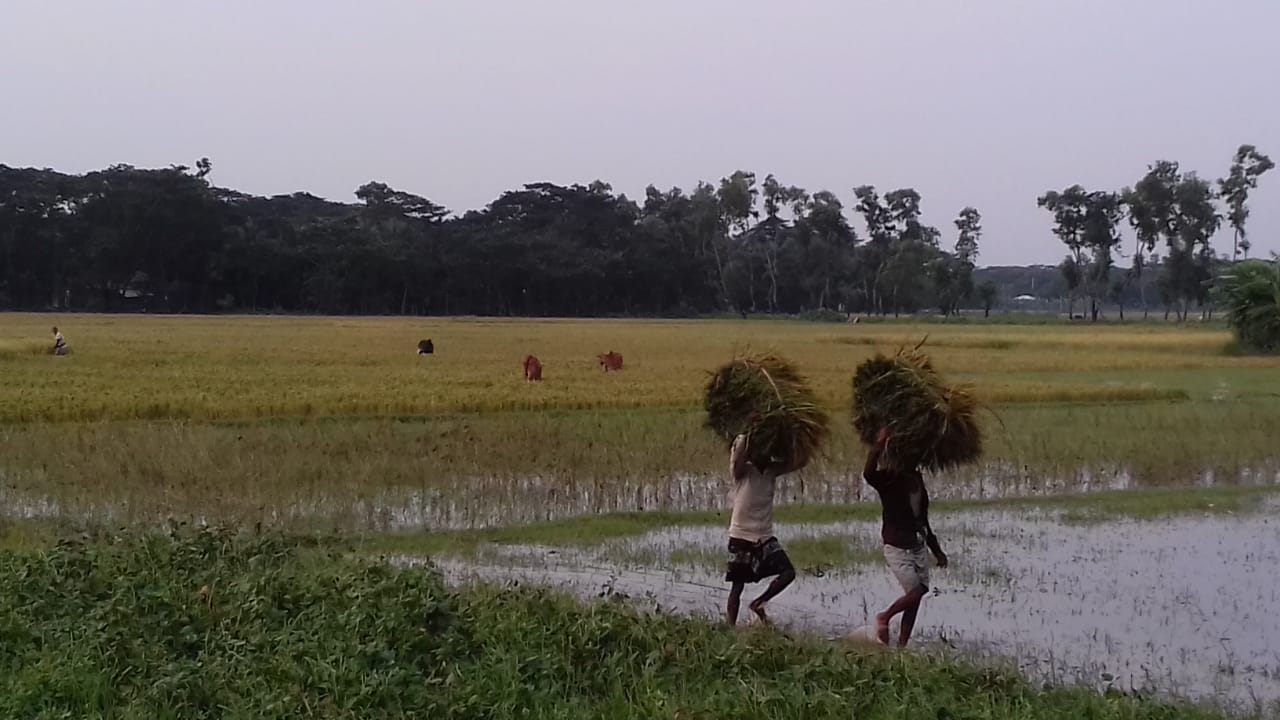 আমফানের তাণ্ডব চরফ্যাশনের কৃষিতে
