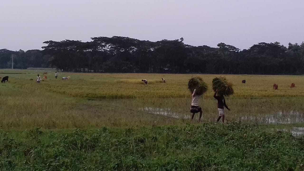 আমফানের তাণ্ডব চরফ্যাশনের কৃষিতে
