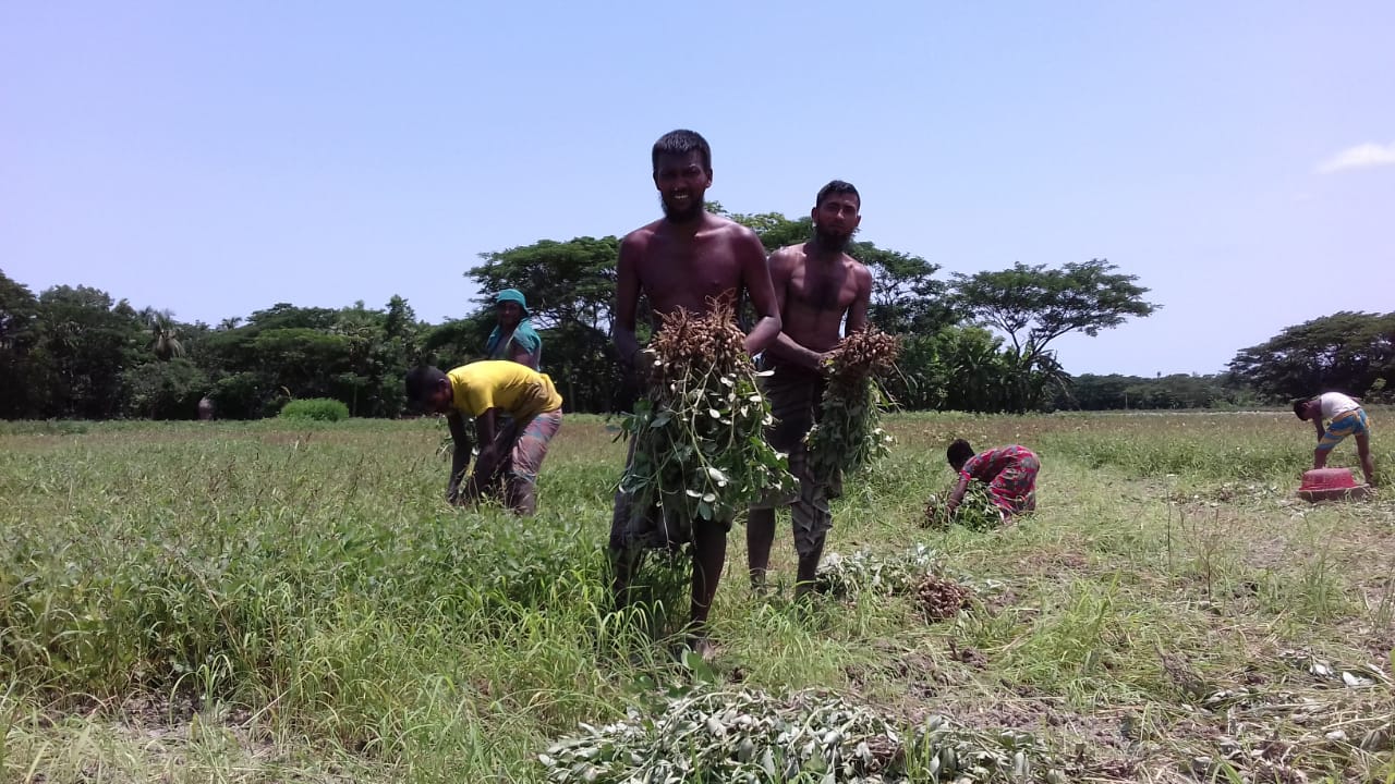 আমফানের তাণ্ডব চরফ্যাশনের কৃষিতে