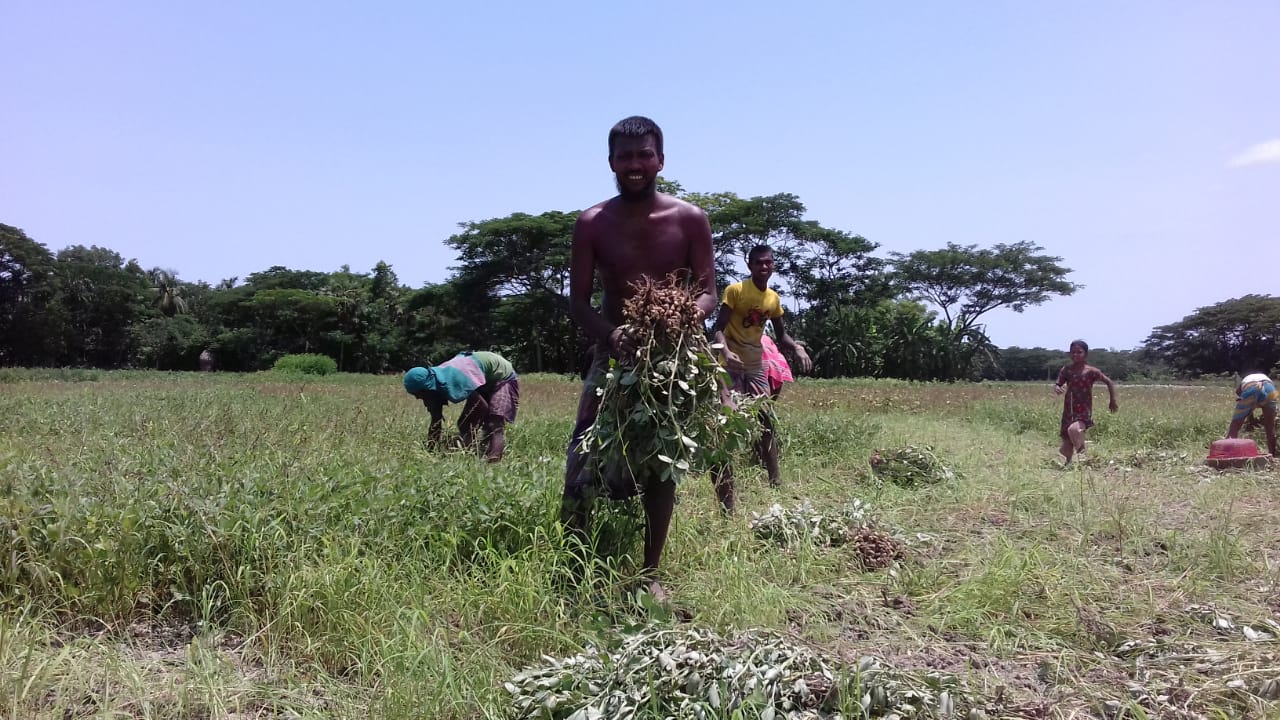 আমফানের তাণ্ডব চরফ্যাশনের কৃষিতে