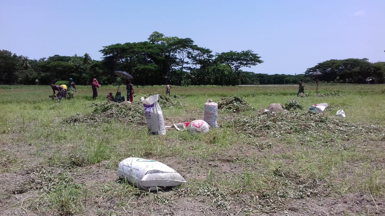 আমফানের তাণ্ডব চরফ্যাশনের কৃষিতে