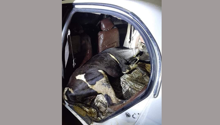 প্রাইভেটকারে ব্যতিক্রমী উপায়ে গরু চুরি