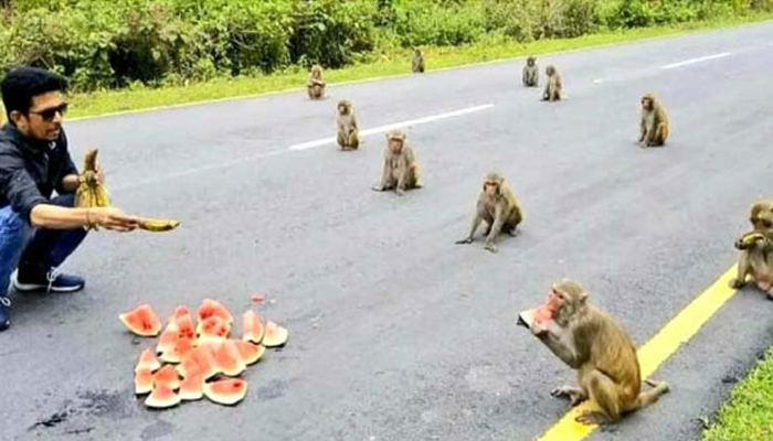 মানুষ না মানলেও সামাজিক দূরত্ব মানছে বানর!