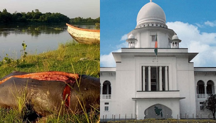 ডলফিন রক্ষা করতে হাইকোর্টের নির্দেশ