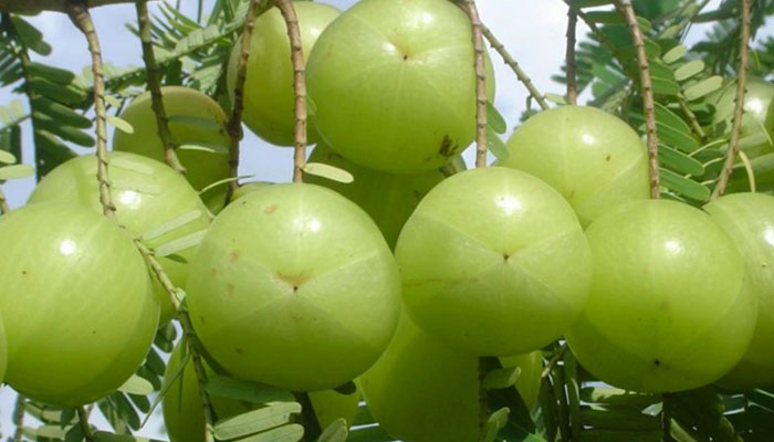 প্রতিদিন একটি করে আমলকি খান