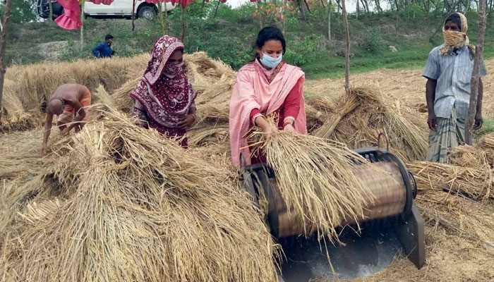কৃষকের ধান মাড়াই করেছেন ইউএনও জুলিয়া (ভিডিও)
