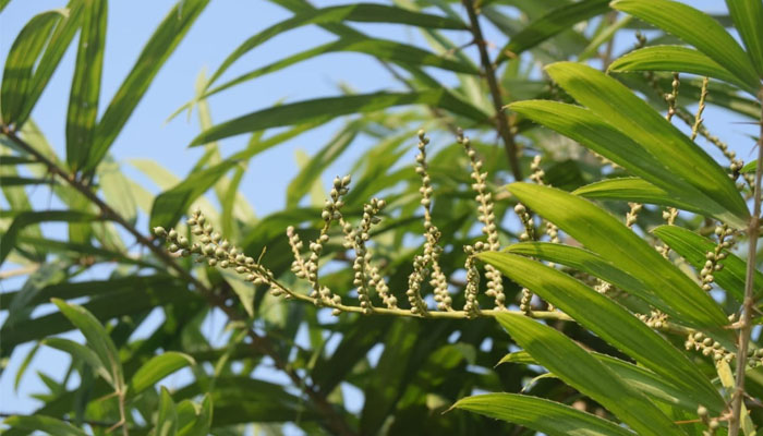 পাহাড়ে বিলুপ্তির পথে বেতগাছ