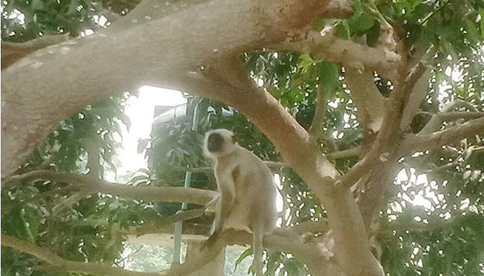 খাবারের সন্ধানে লোকালয়ে হনুমান