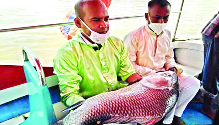 বিপর্যস্ত হালদায় বড়শি দিয়ে মা মাছ শিকার