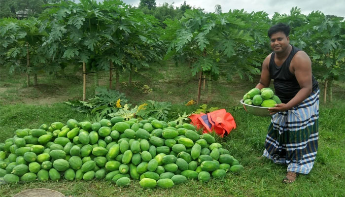 পেঁপে চাষে হালিমের বাজিমাত