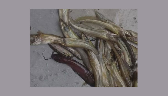 নদী খাল বিলে পোনা মাছ নিধনের মহোৎসব