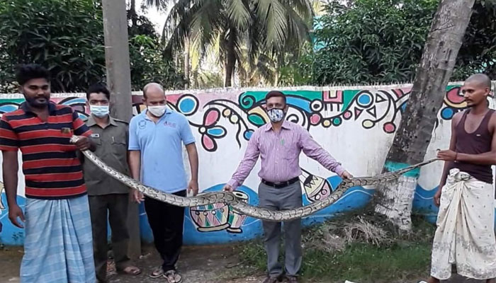 খাদ্যের অভাবে লোকালয়ে অজগর