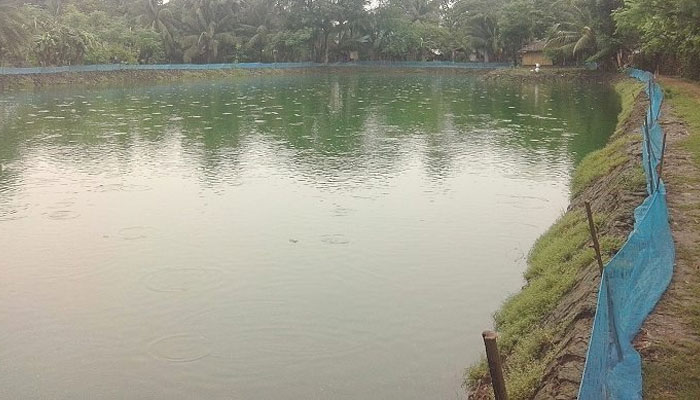 করোনায় বিপাকে মাছ চাষিরা