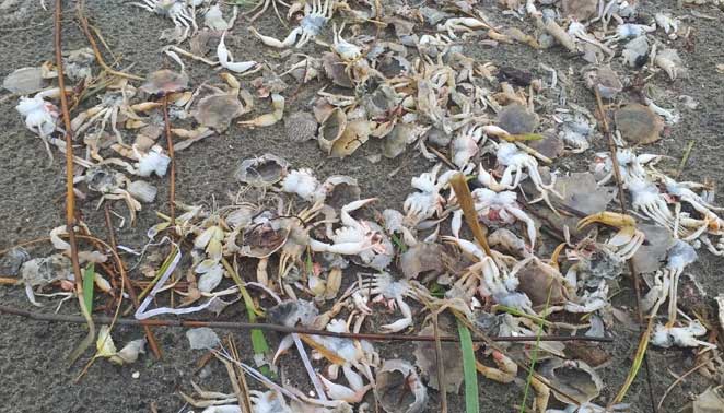 মাছের সঙ্গে বিলীন হচ্ছে কাঁকড়াও