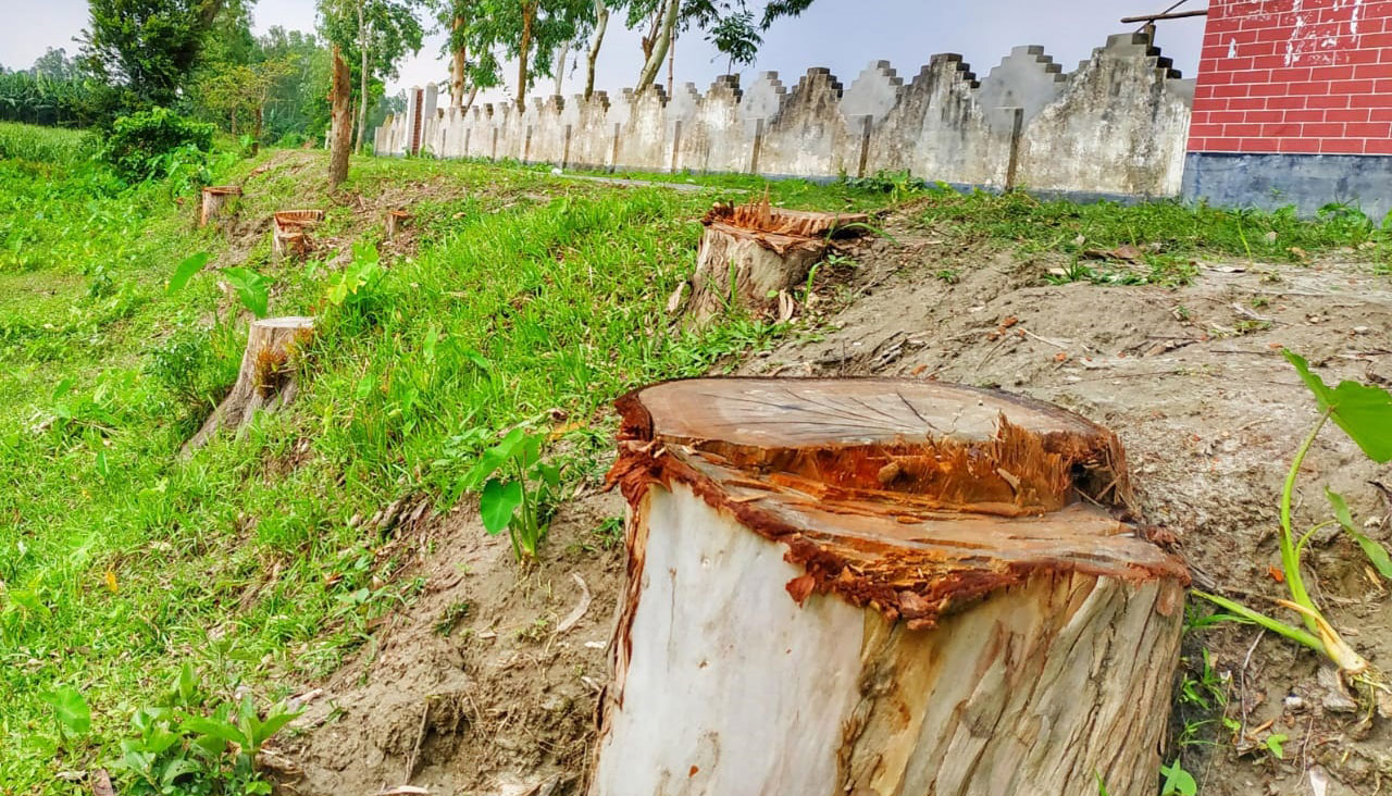 সরকারি গাছ কাটায় চেয়ারম্যানের বিরুদ্ধে মামলা