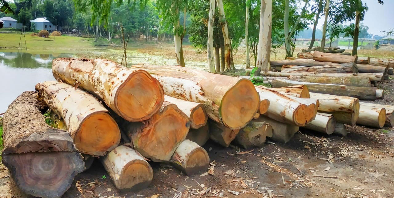 সরকারি গাছ কাটায় চেয়ারম্যানের বিরুদ্ধে মামলা