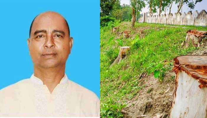 সরকারি গাছ কাটায় চেয়ারম্যানের বিরুদ্ধে মামলা