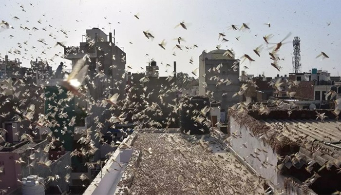 দিল্লির দিকে ঝাঁকে ঝাঁকে পঙ্গপাল ..(ভিডিও)