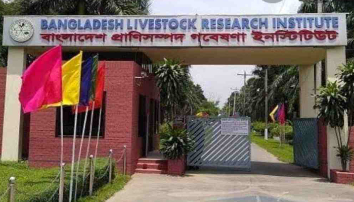 নতুন জাতের মুরগি উদ্ভাবন করলো বিএলআরআই