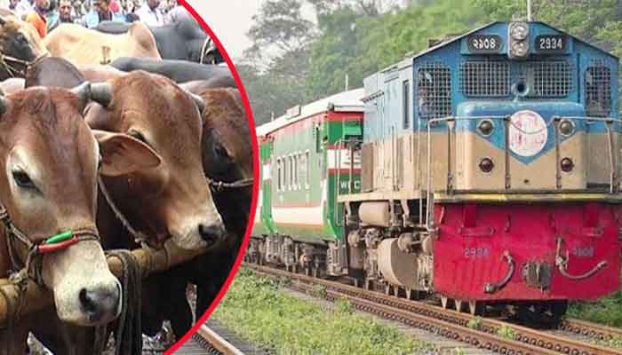 ট্রেনে চেপে ঢাকায় কুরবানির গরু